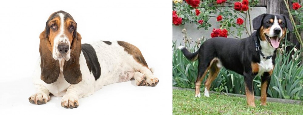 Entlebucher Mountain Dog vs Basset Hound - Breed Comparison