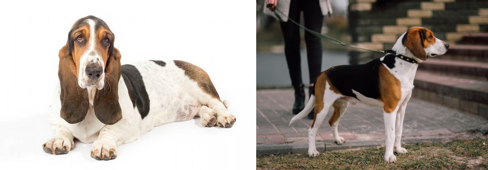 Estonian Hound vs Basset Hound - Breed Comparison