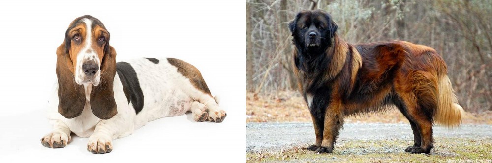 Estrela Mountain Dog vs Basset Hound - Breed Comparison