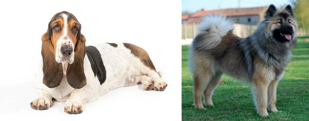 Eurasier vs Basset Hound - Breed Comparison
