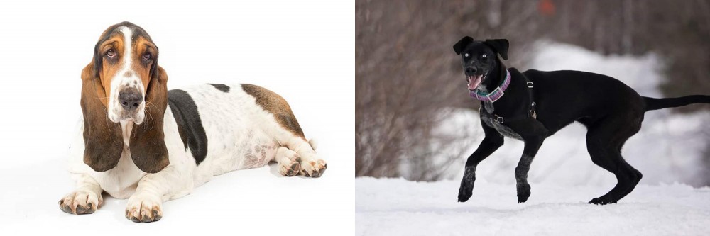 Eurohound vs Basset Hound - Breed Comparison