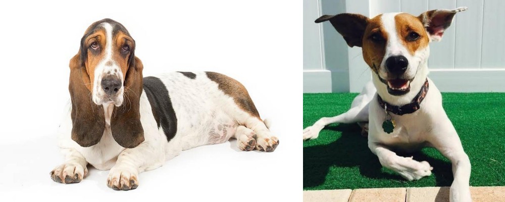 Feist vs Basset Hound - Breed Comparison
