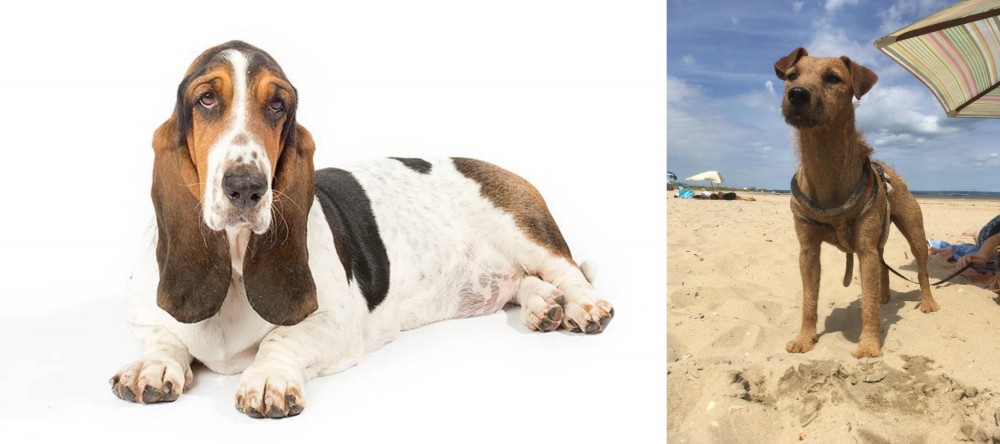 Fell Terrier vs Basset Hound - Breed Comparison