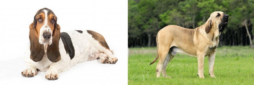 Fila Brasileiro vs Basset Hound - Breed Comparison
