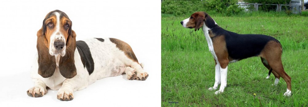 Finnish Hound vs Basset Hound - Breed Comparison