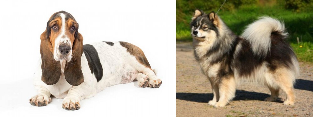 Finnish Lapphund vs Basset Hound - Breed Comparison