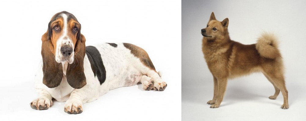 Finnish Spitz vs Basset Hound - Breed Comparison