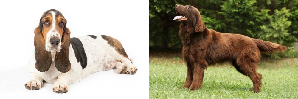 Flat-Coated Retriever vs Basset Hound - Breed Comparison