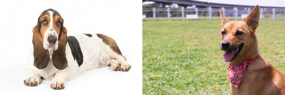 Formosan Mountain Dog vs Basset Hound - Breed Comparison