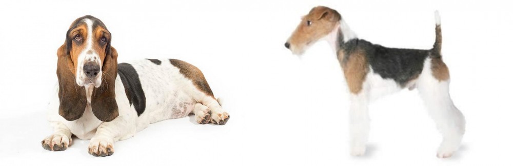 Fox Terrier vs Basset Hound - Breed Comparison