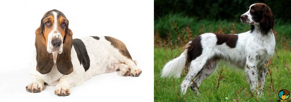 French Spaniel vs Basset Hound - Breed Comparison
