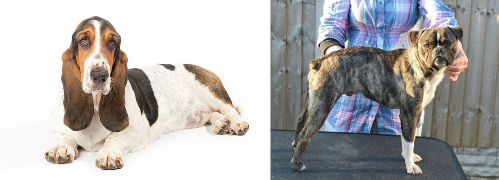 Fruggle vs Basset Hound - Breed Comparison