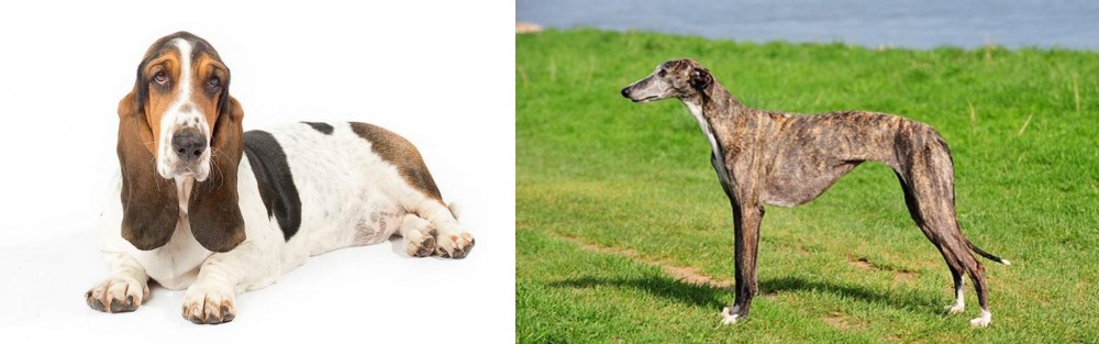 Galgo Espanol vs Basset Hound - Breed Comparison