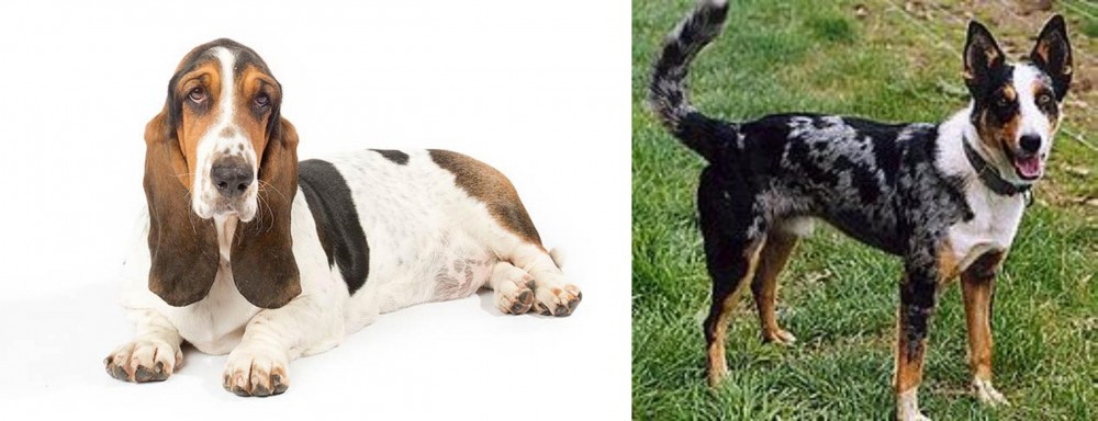 German Coolie vs Basset Hound - Breed Comparison