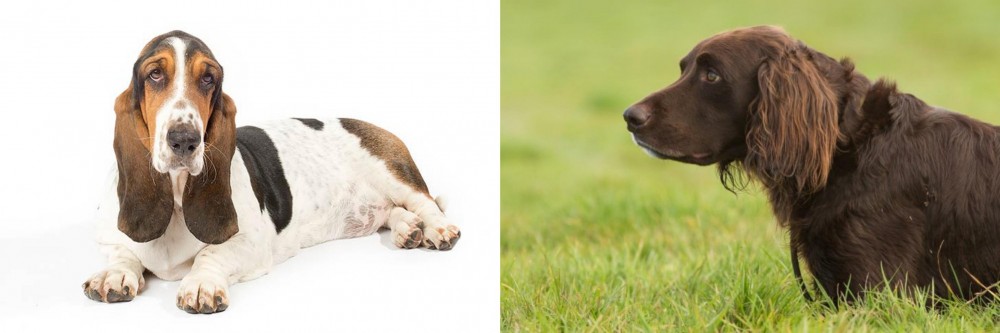 German Longhaired Pointer vs Basset Hound - Breed Comparison