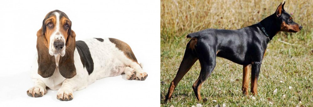 German Pinscher vs Basset Hound - Breed Comparison