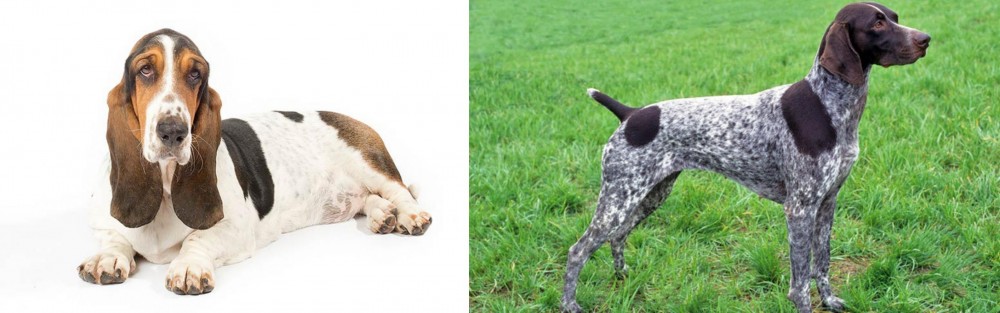 German Shorthaired Pointer vs Basset Hound - Breed Comparison