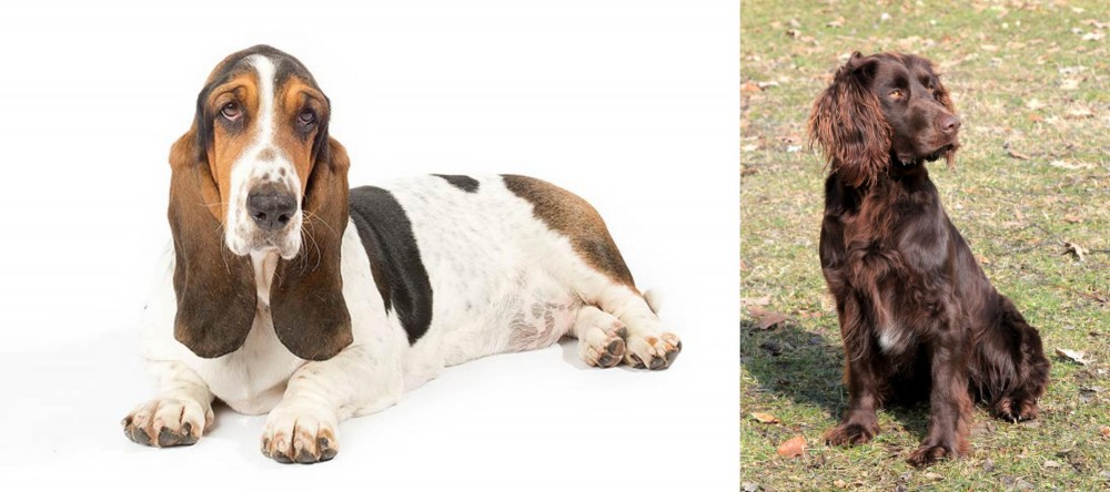 German Spaniel vs Basset Hound - Breed Comparison