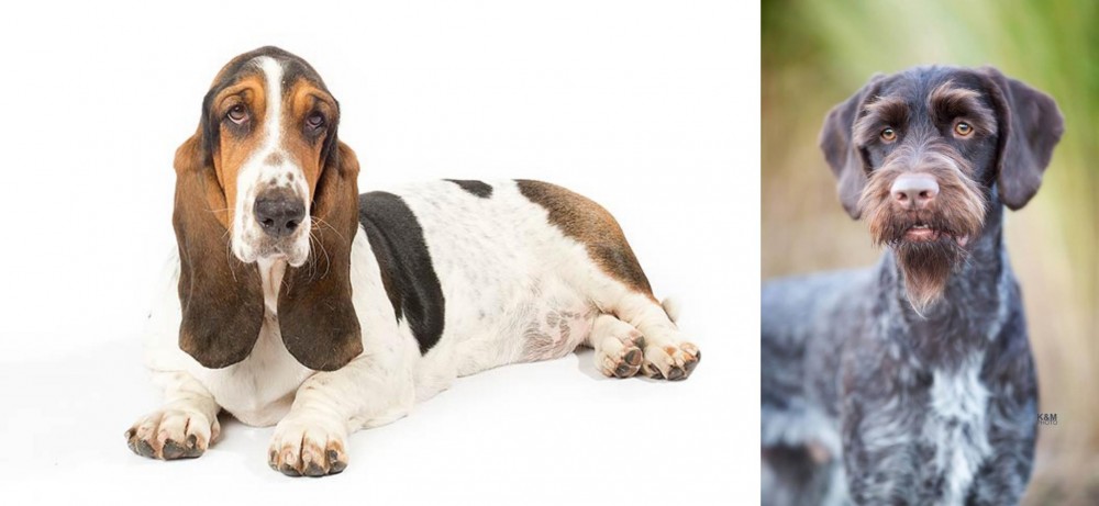 German Wirehaired Pointer vs Basset Hound - Breed Comparison