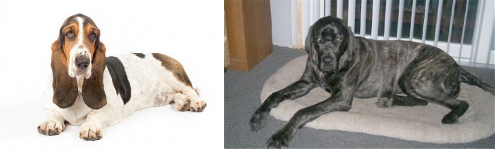 Giant Maso Mastiff vs Basset Hound - Breed Comparison