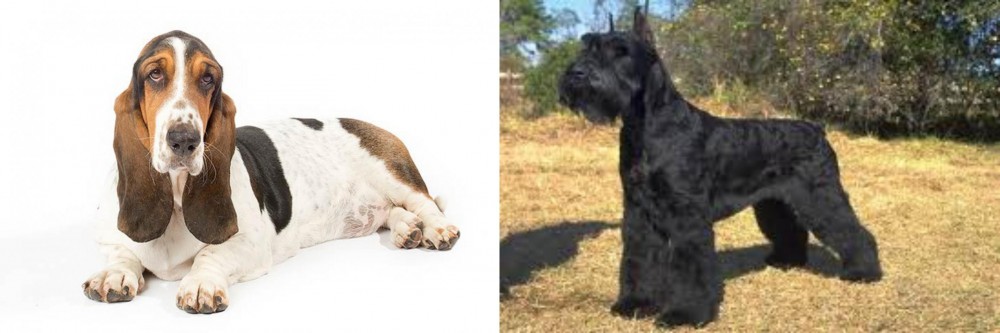 Giant Schnauzer vs Basset Hound - Breed Comparison