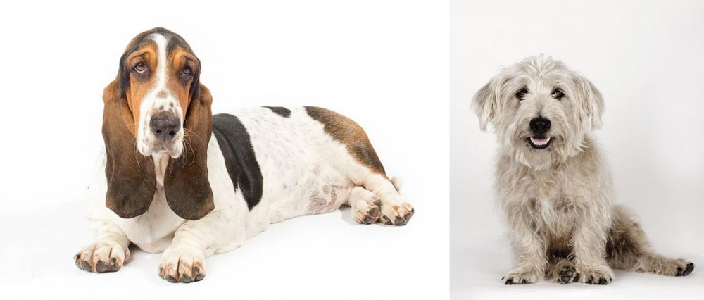 Glen of Imaal Terrier vs Basset Hound - Breed Comparison