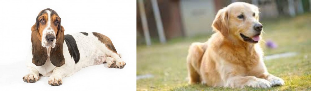Goldador vs Basset Hound - Breed Comparison