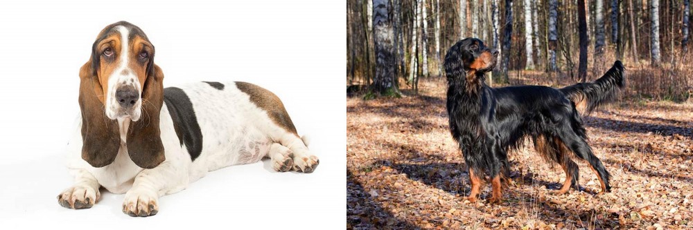Gordon Setter vs Basset Hound - Breed Comparison