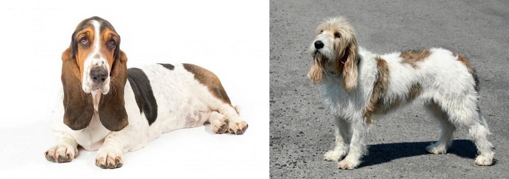Grand Basset Griffon Vendeen vs Basset Hound - Breed Comparison