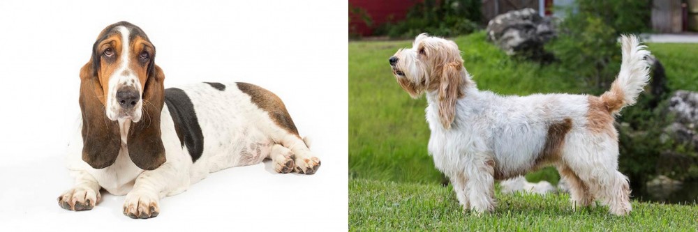 Grand Griffon Vendeen vs Basset Hound - Breed Comparison