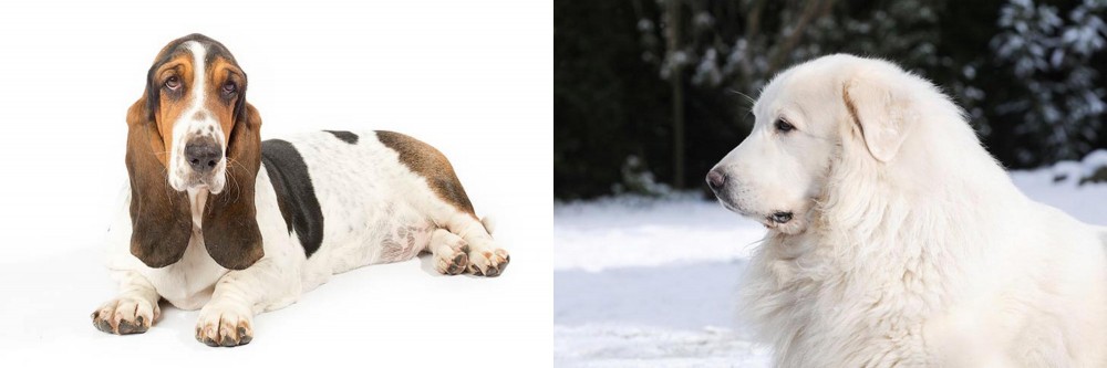 Great Pyrenees vs Basset Hound - Breed Comparison