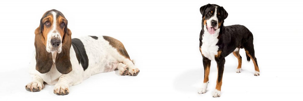 Greater Swiss Mountain Dog vs Basset Hound - Breed Comparison