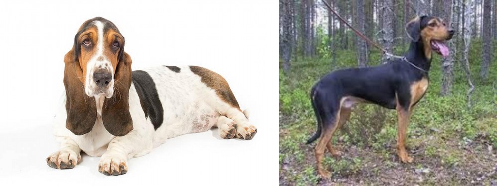 Greek Harehound vs Basset Hound - Breed Comparison