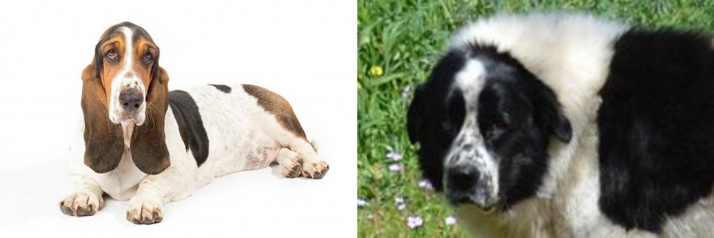 Greek Sheepdog vs Basset Hound - Breed Comparison