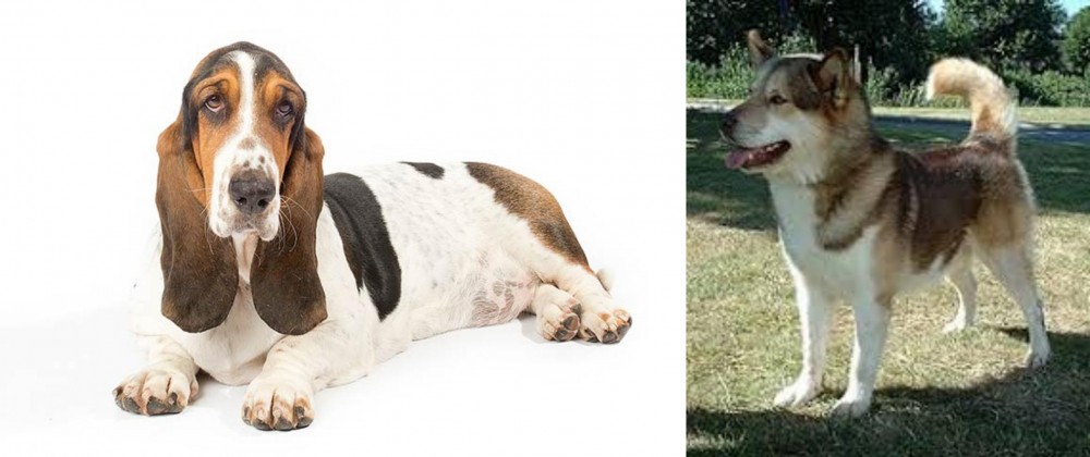 Greenland Dog vs Basset Hound - Breed Comparison