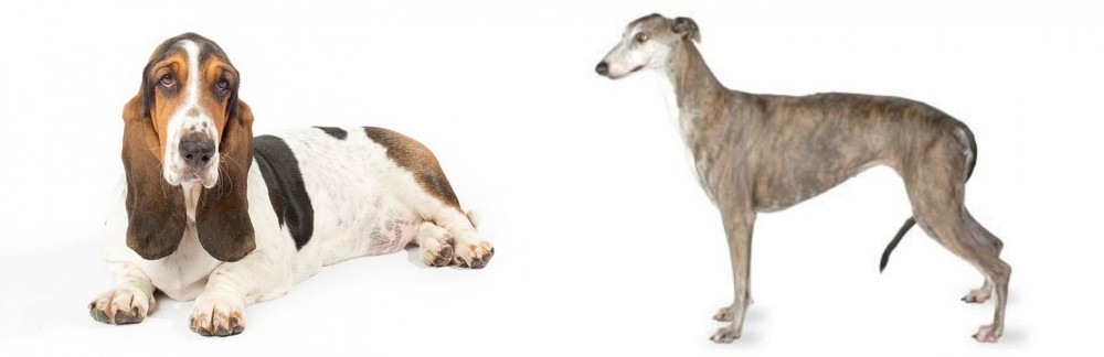 Greyhound vs Basset Hound - Breed Comparison