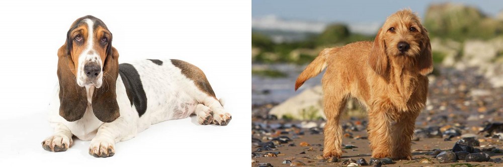 Griffon Fauve de Bretagne vs Basset Hound - Breed Comparison
