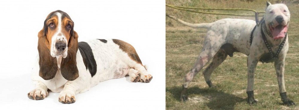 Gull Dong vs Basset Hound - Breed Comparison