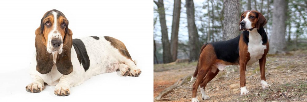 Hamiltonstovare vs Basset Hound - Breed Comparison