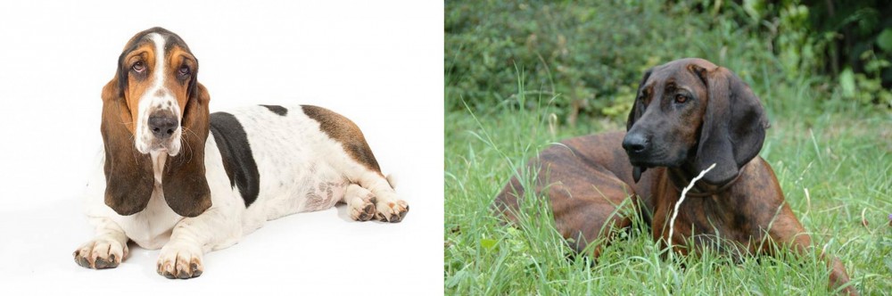 Hanover Hound vs Basset Hound - Breed Comparison