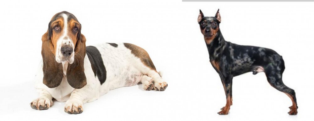 Harlequin Pinscher vs Basset Hound - Breed Comparison