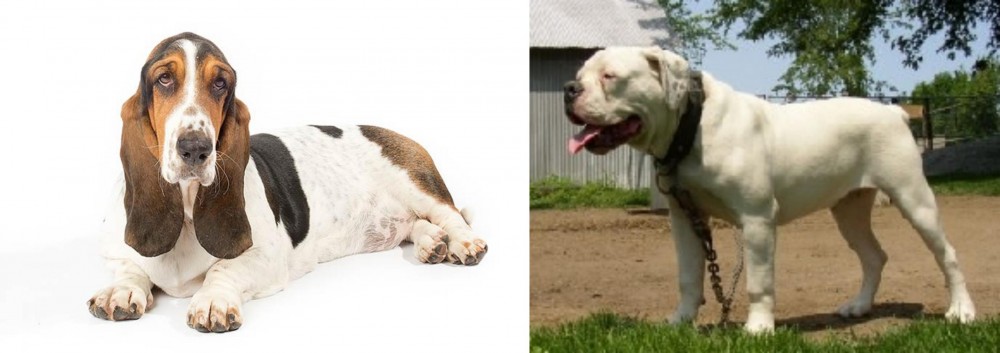 Hermes Bulldogge vs Basset Hound - Breed Comparison