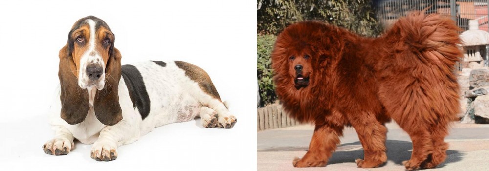 Himalayan Mastiff vs Basset Hound - Breed Comparison