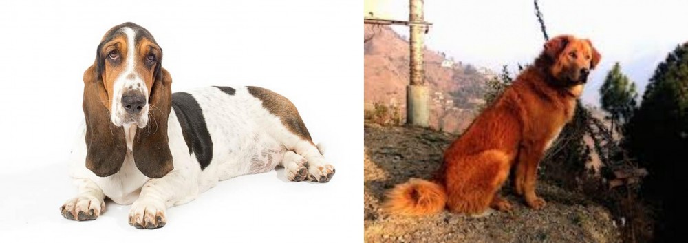 Himalayan Sheepdog vs Basset Hound - Breed Comparison