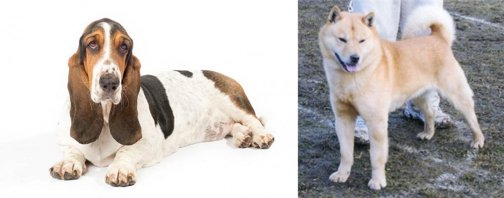 Hokkaido vs Basset Hound - Breed Comparison