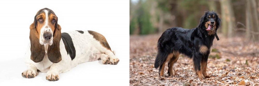 Hovawart vs Basset Hound - Breed Comparison