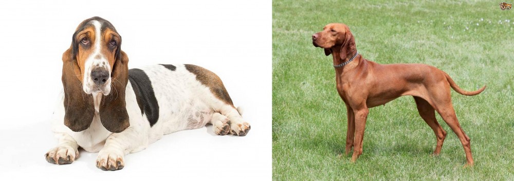 Hungarian Vizsla vs Basset Hound - Breed Comparison