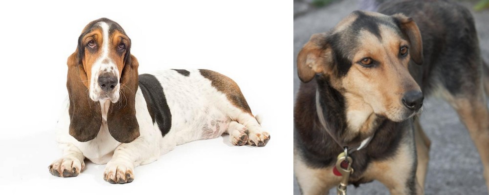 Huntaway vs Basset Hound - Breed Comparison