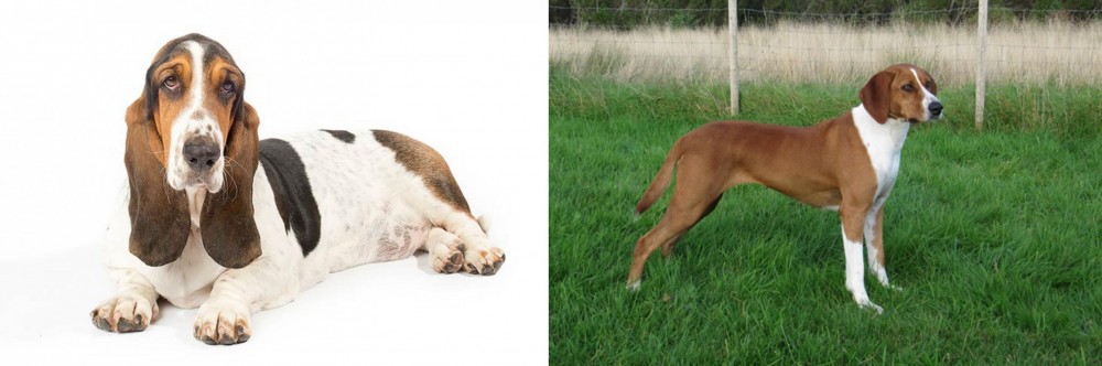 Hygenhund vs Basset Hound - Breed Comparison