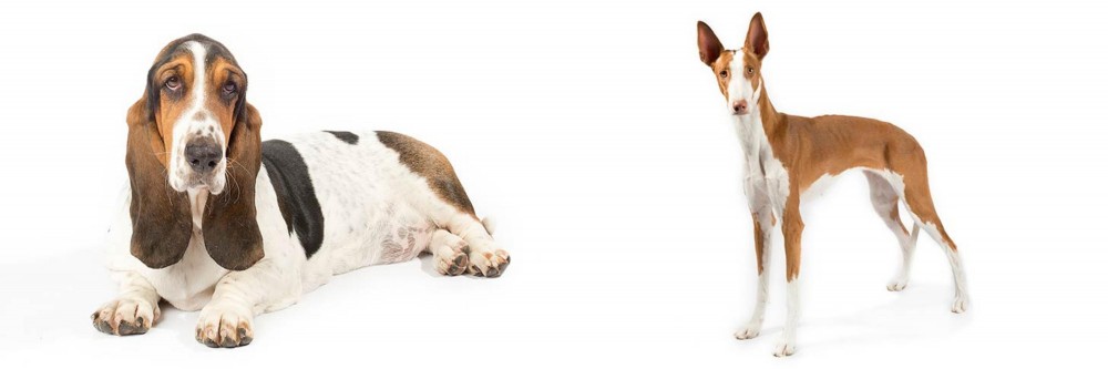 Ibizan Hound vs Basset Hound - Breed Comparison